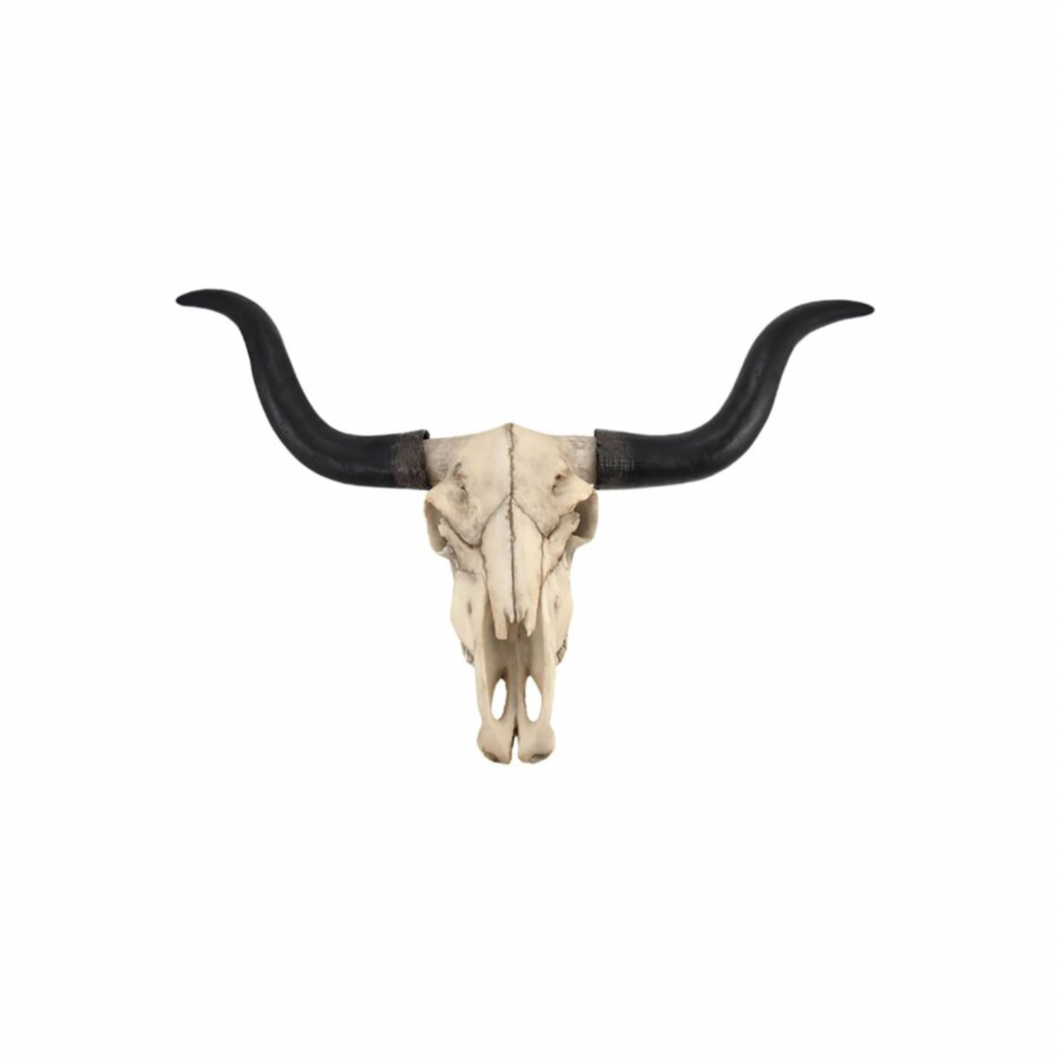 Longhorn Skull