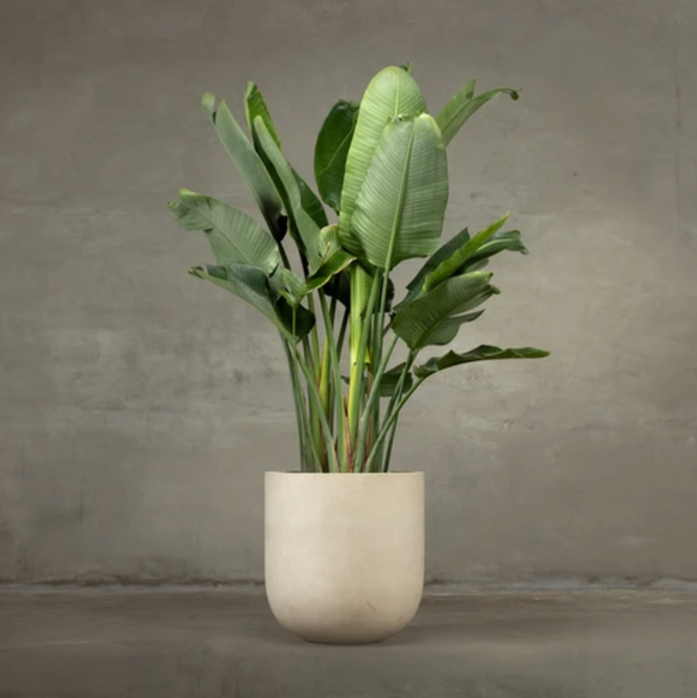 Bold Planter (Alabaster)