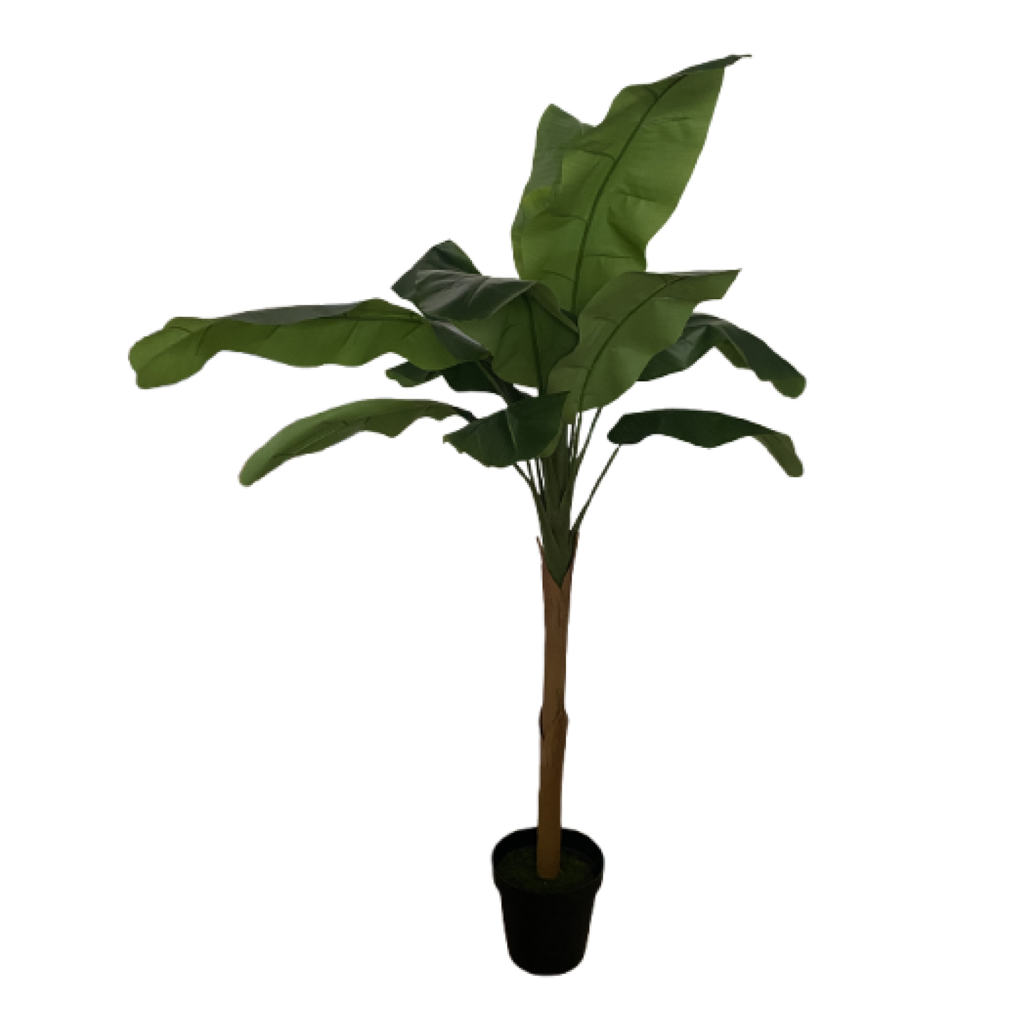 Plant, Banana Leaf Tallest Tree