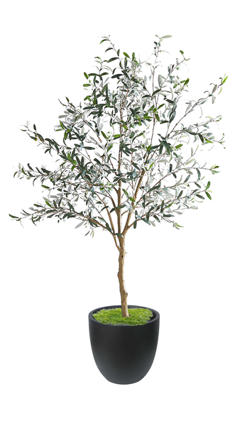 Olive Tree