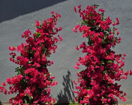 Valeria - Floral Arch