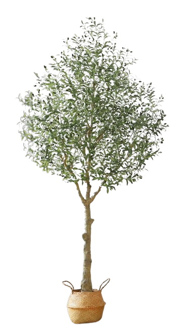 10ft olive tree