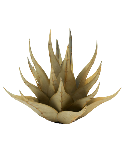 Large Iron Aloe Decor