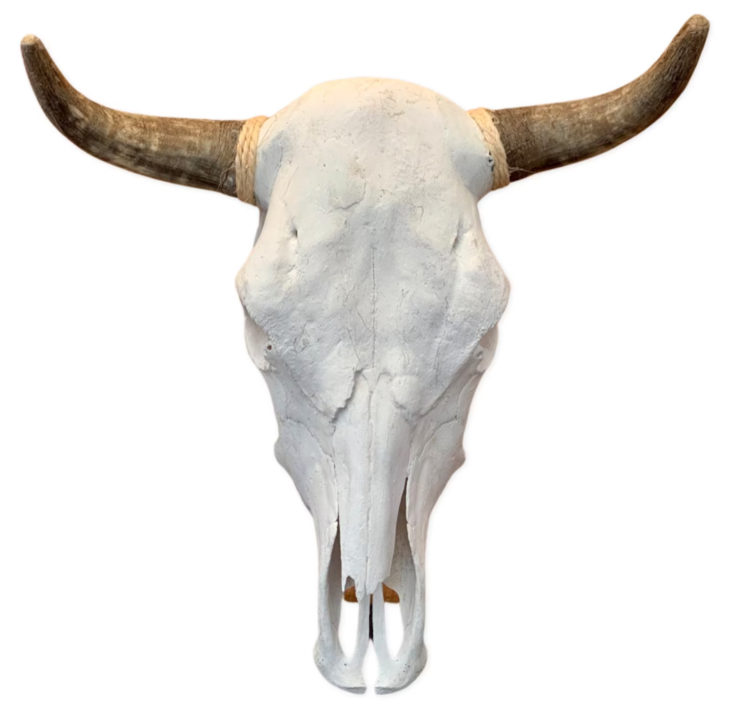 Steer Skulls