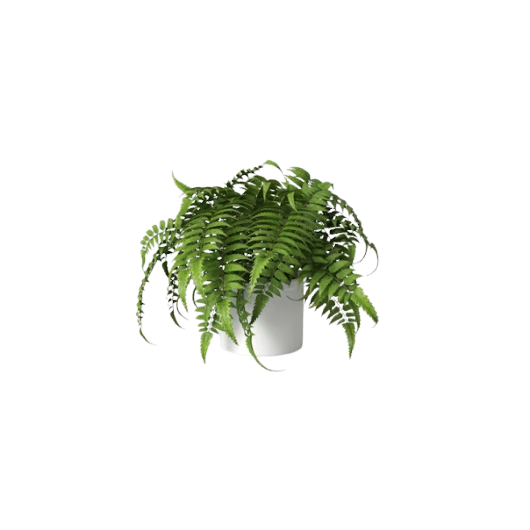 Mid-size Fern Plant