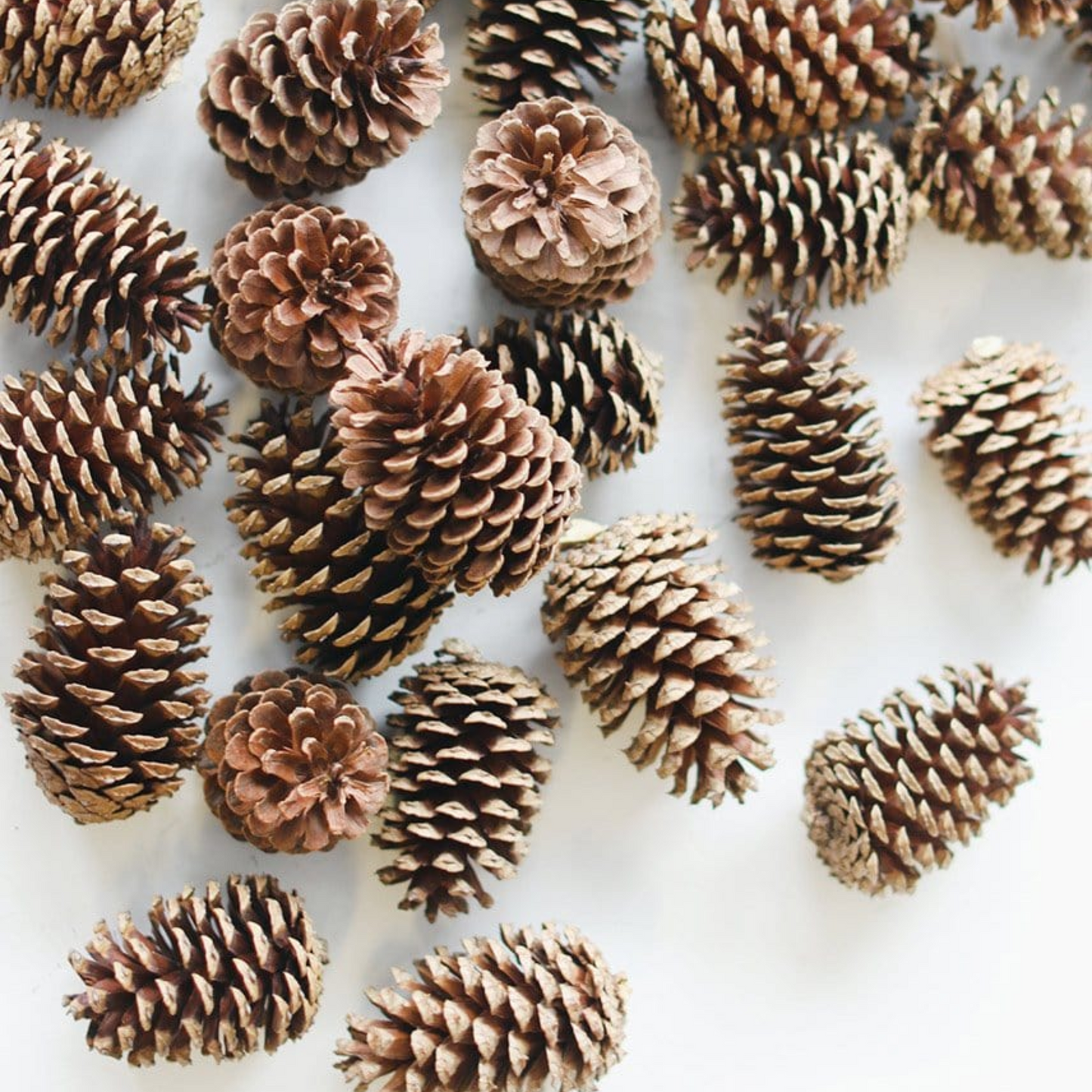 Natural Pine Cone