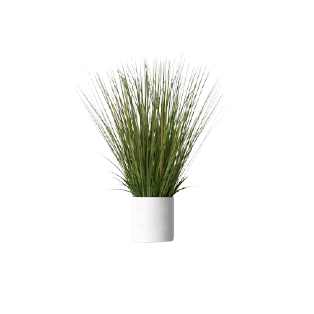 Onion Grass Plant