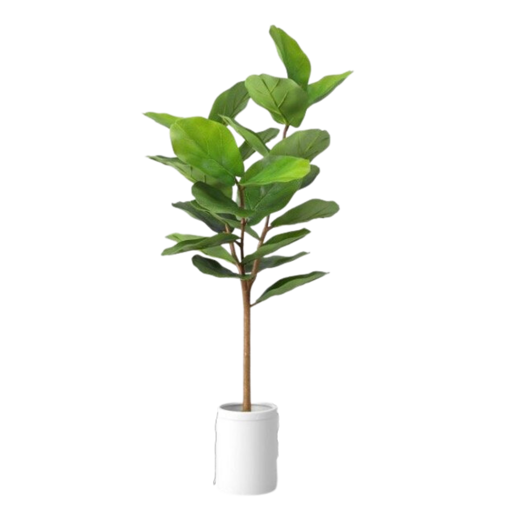 Plant, Fiddle Leaf Tree