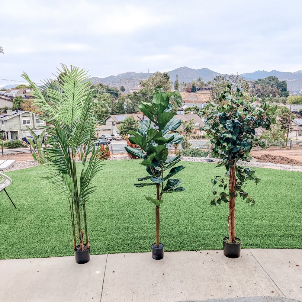 Assorted Fiddle Leaf Fig