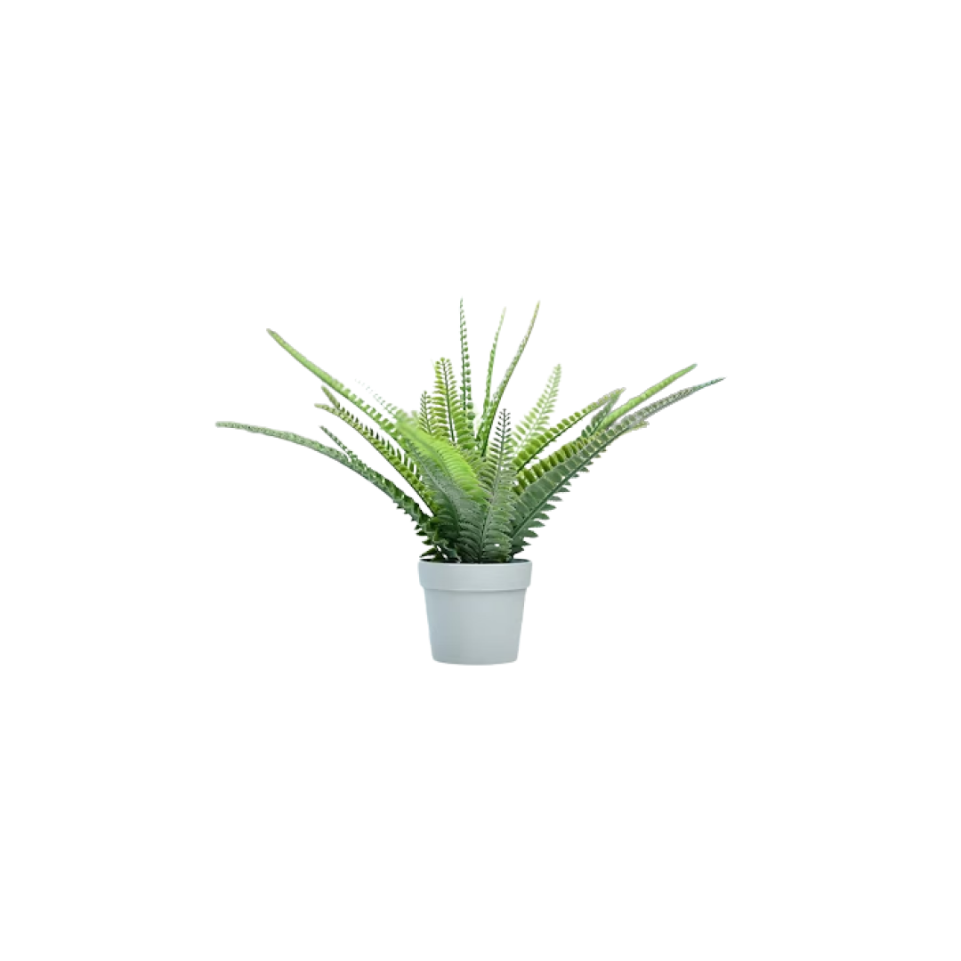 Small Fern Plant