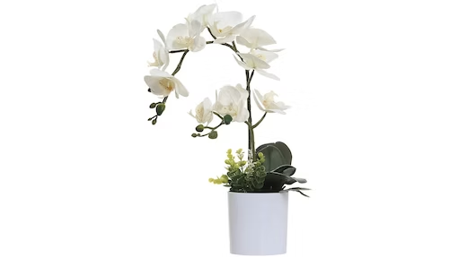 White Orchid