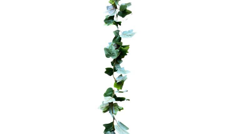 English Ivy for 10' or 20' Tent