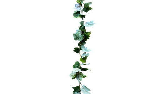 English Ivy for 30' Tent