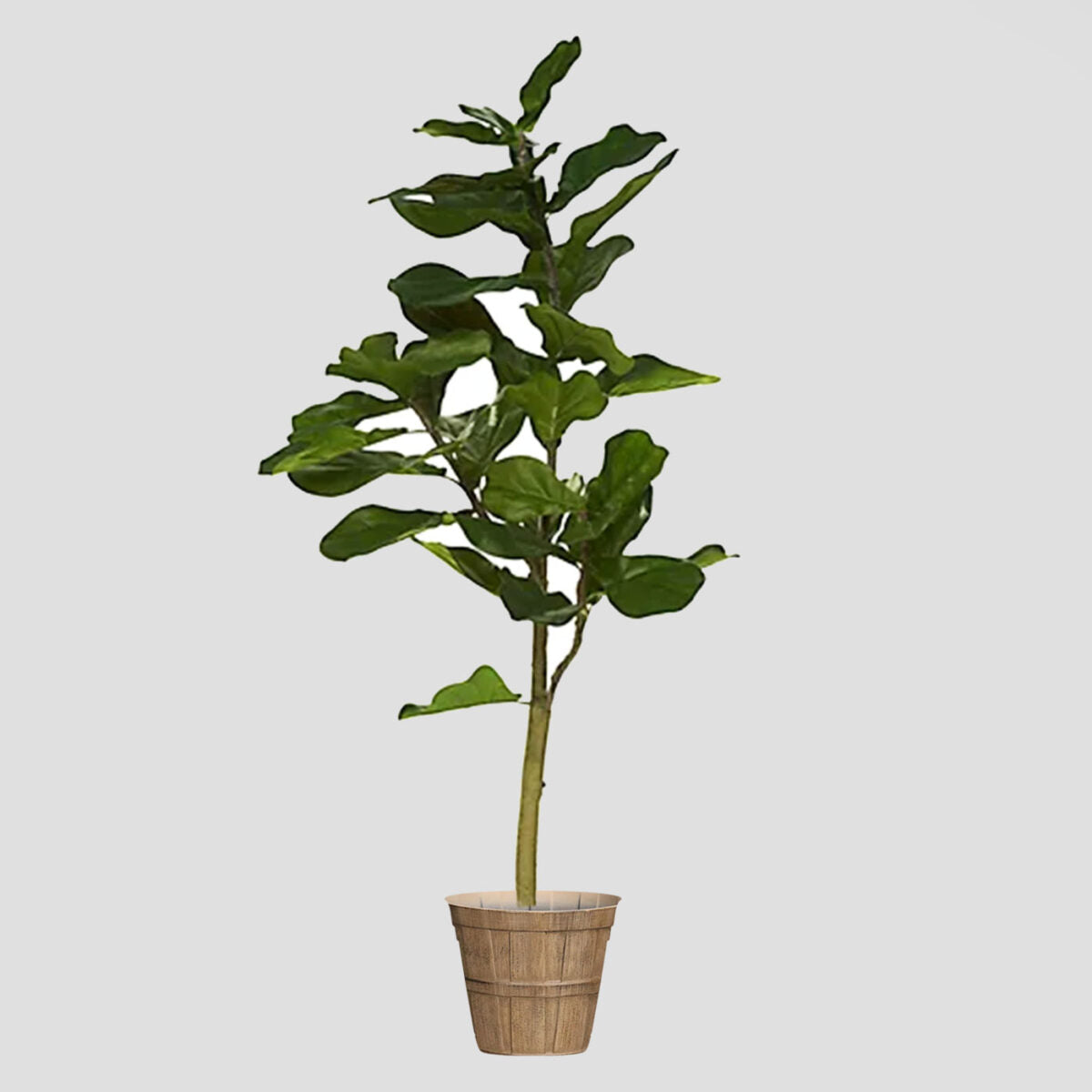 Assorted Fiddle Leaf Fig