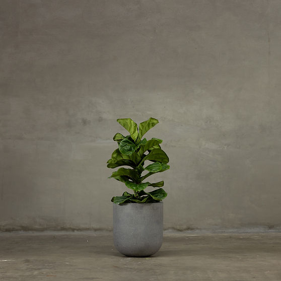 Bold Planter