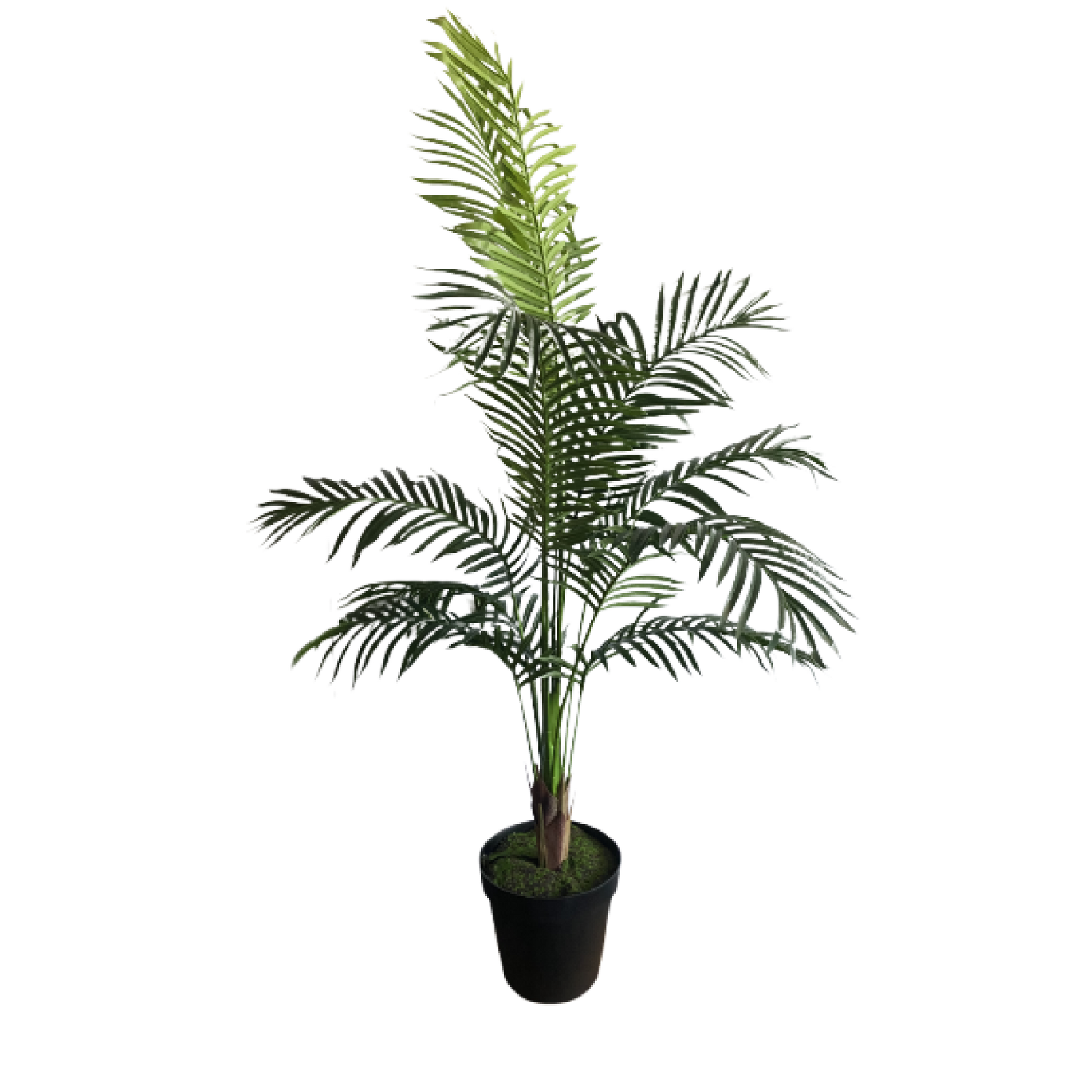 Plant, Palm Tree