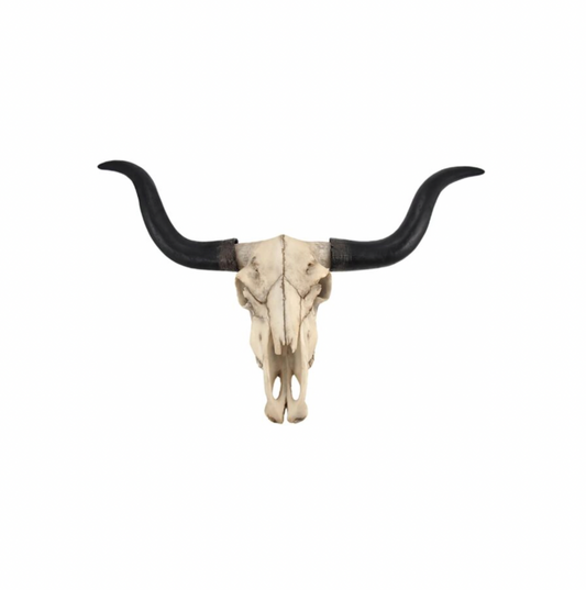 Longhorn Skull