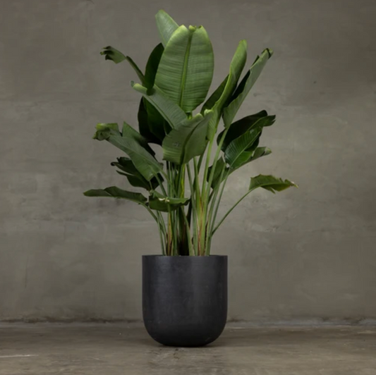 Bold Planter (Black)