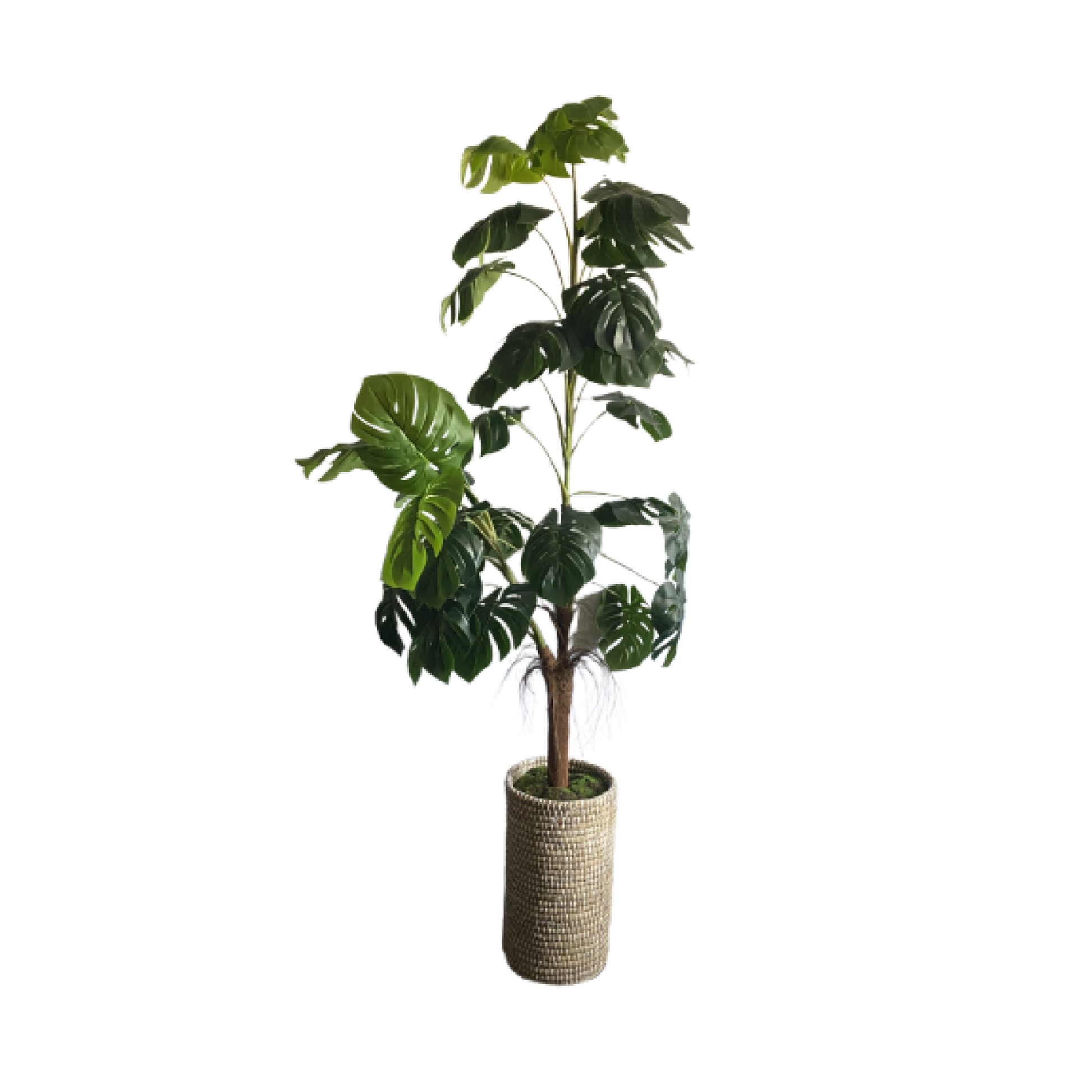 Plant, Monstera Tall Tree