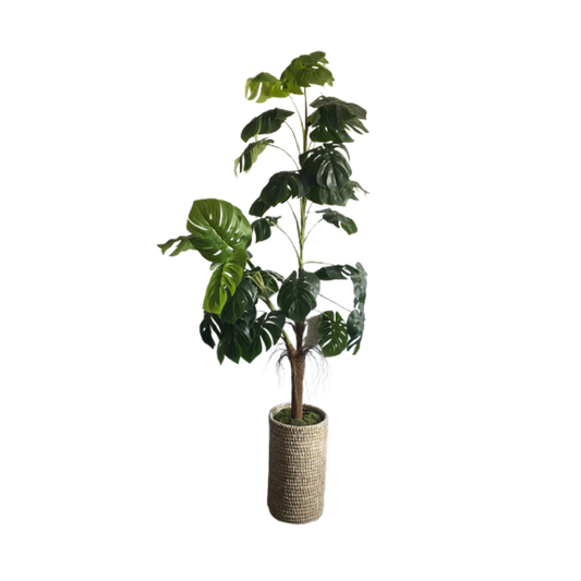 Plant, Monstera Tall Tree