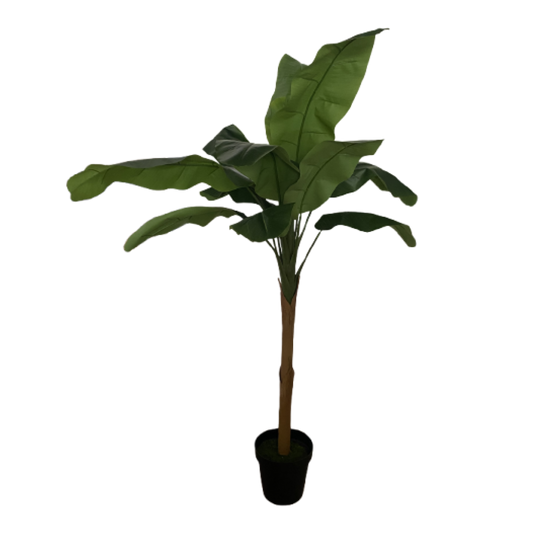 Plant, Banana Leaf Tallest Tree
