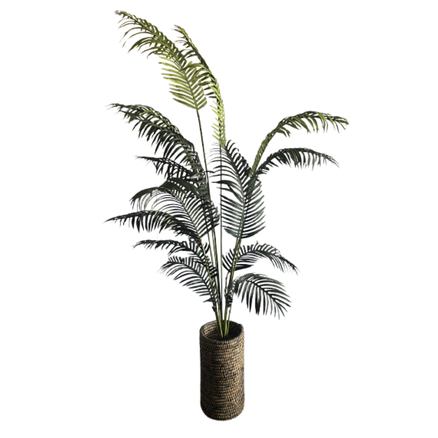 Plant, Palm Tall Tree