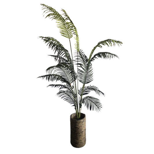 Plant, Palm Tall Tree