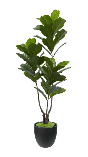 Fiddle Leaf Fig Tree
