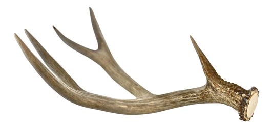 Antler Accent