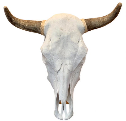 Steer Skulls