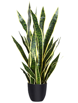 35" Snake Plant