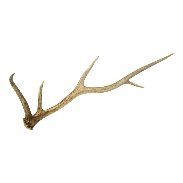 Antler Accent