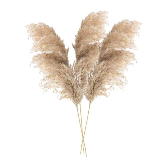Loose Leaf Pampas