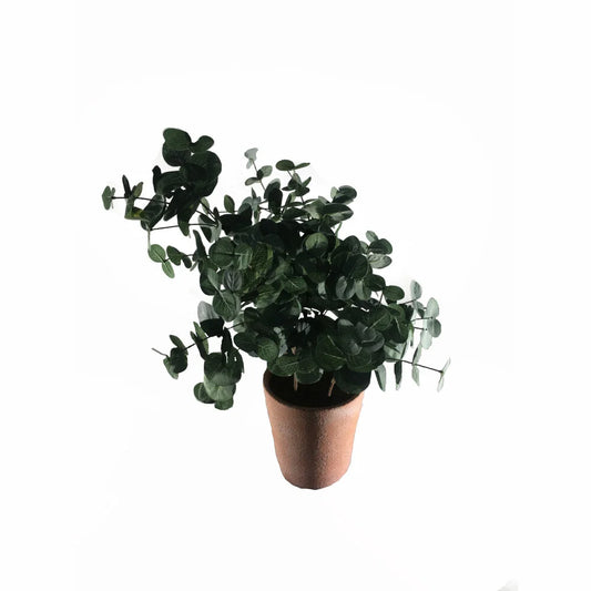 Eucalyptus