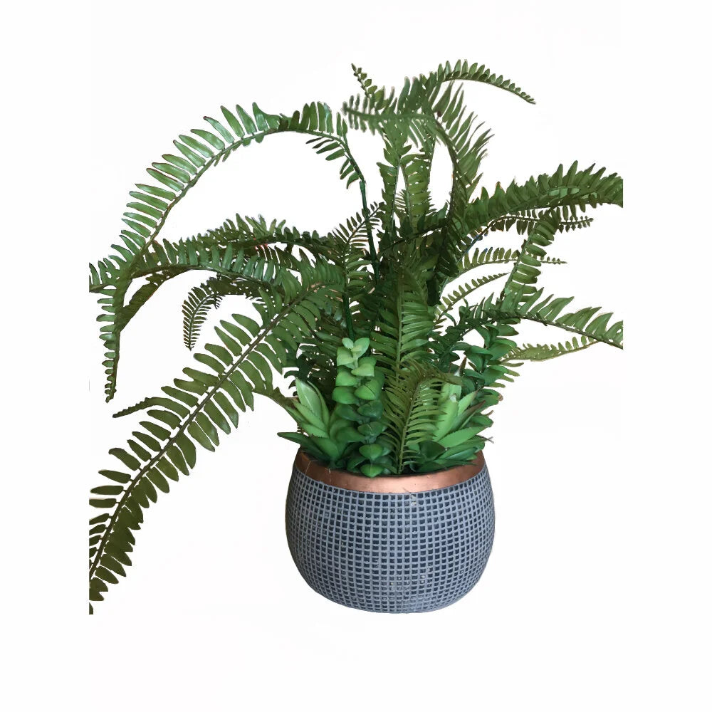 Fern in Pot