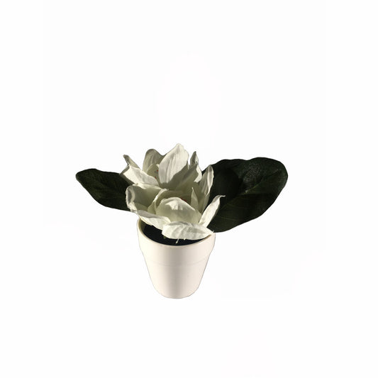Small White Flower in Pot