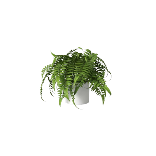 Mid-size Fern Plant