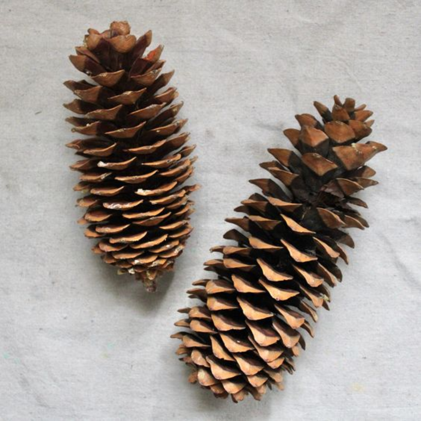 Sugar Pine Cone: Extra Large