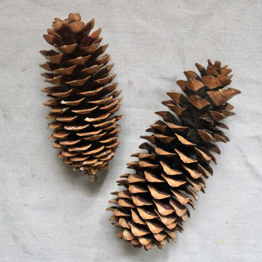Sugar Pine Cone: Extra Large