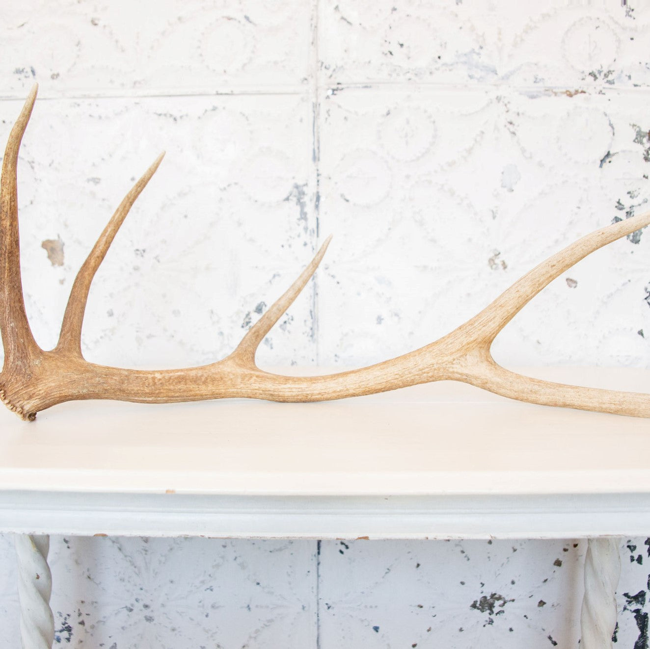 Elk Shed - Large Antler