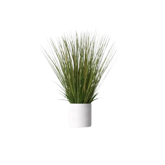 Onion Grass Plant
