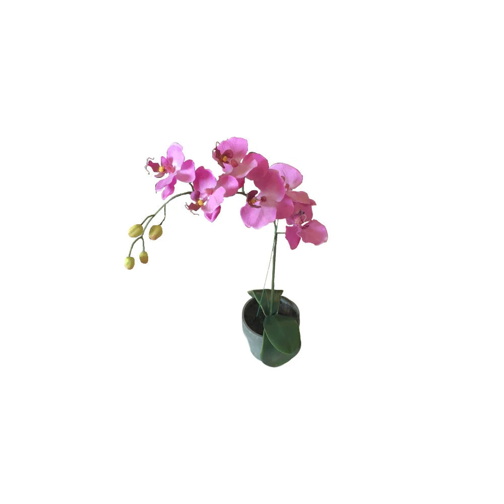 Pink Orchid