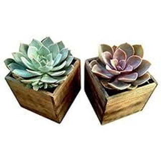 Succulent Wooden Box