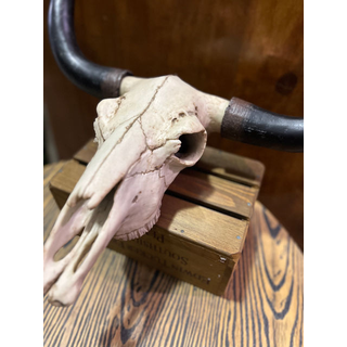 Cow Skull