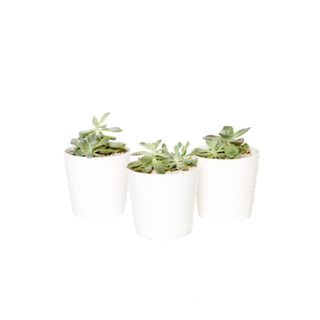Milk White Succulent Planters
