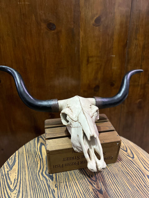 Cow Skull