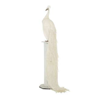 Esmeralda the Peacock