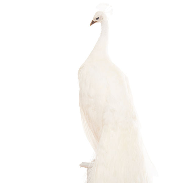 Esmeralda the Peacock