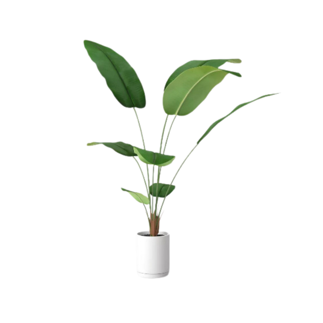 Plant, Banana Leaf Tree
