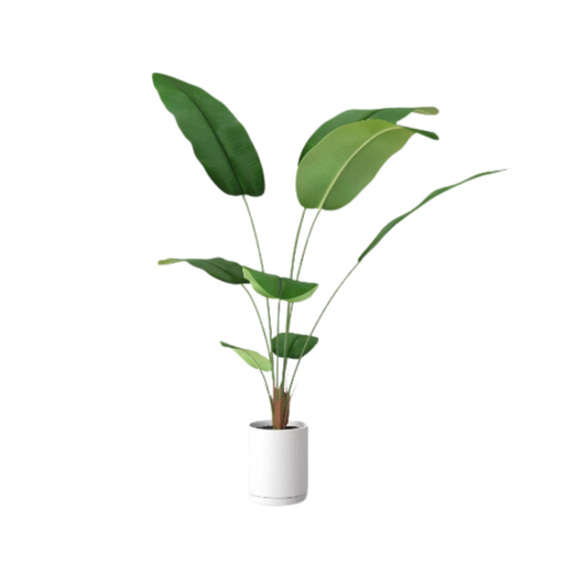 Plant, Banana Leaf Tree